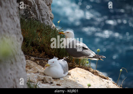 Yellow-legged gulls on the cliff of Sardinia, Italy Stock Photo