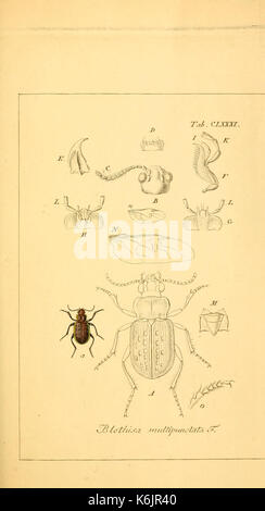 Insects In Germany Deutschlands Insecten, showcasing insect species from Germany through ...