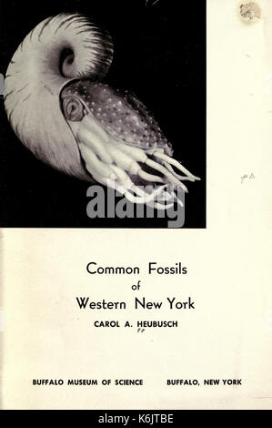 Common fossils of western New York BHL17776096 Stock Photo