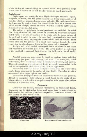 Common fossils of western New York BHL17776090 Stock Photo