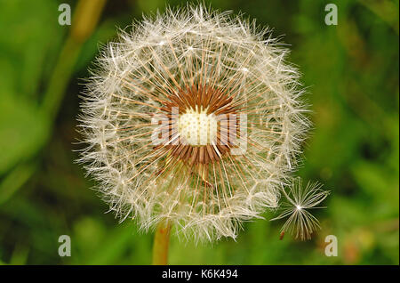 Dandelion Seed Head (Taraxacum Officinale) Stock Photo