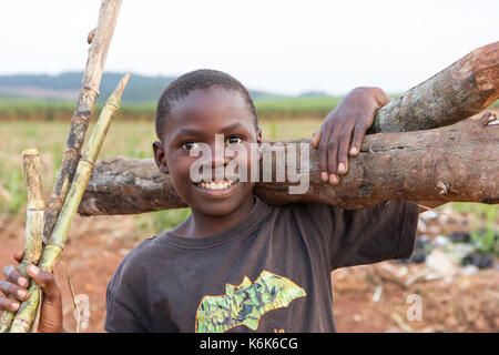 A young black boy smiling holding a trunk of fire wood on his shoulder. Stock Photo