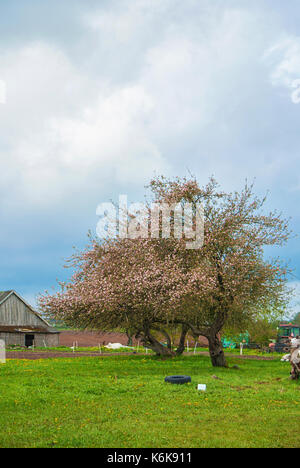 Blooming apple orchard in spring located in Latvia Stock Photo