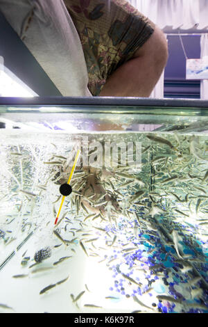 Pedicure fish spa feet wellness skin care treatment. Side view of male legs in aquarium. Stock Photo