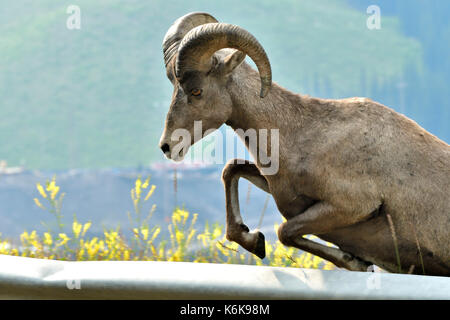 A mature Bighorn Sheep  'Ovis canadensis'; jumping over a guard rail on the side of highway 40 in Alberta Canada Stock Photo