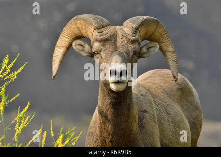 An adult Bighorn Sheep  'Ovis canadensis'; looking forward near Cadomin Alberta Canada Stock Photo
