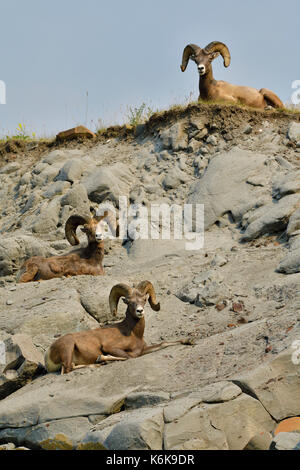 Three Bighorn Sheep  'Ovis canadensis'; laying on a mountain side near Cadomin Alberta Canada. Stock Photo