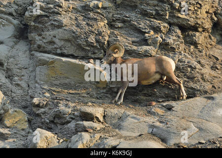 A Bighorn Sheep  'Ovis canadensis'; standing on a narrow path along a mountain cliff near Cadomin Alberta Canada. Stock Photo