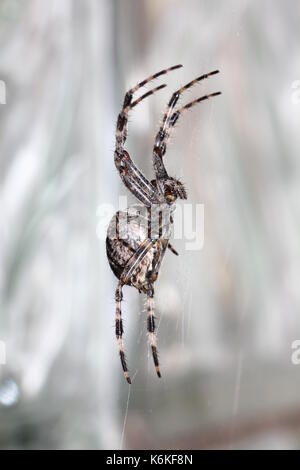 Spinne im Netz Spider in the web Stock Photo