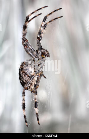 Spinne im Netz Spider in the web Stock Photo