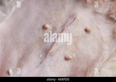 Close-up of surgery scar on dog stomach. Dog after surgery Stock Photo