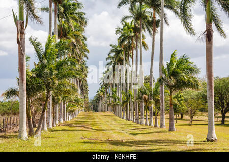 Cuban Royal Palms (Roystonea regia) across the entrance to the Cienfuegos Province Botanical Garden (Jardin Botanico Soledad de Cienfuegos) Cienfuegos Stock Photo