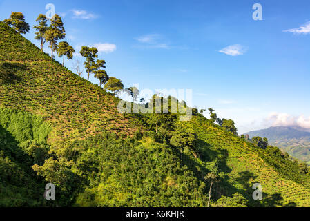 Hills covered in coffee plants with a beautiful blue sky near Manizales, Colombia Stock Photo