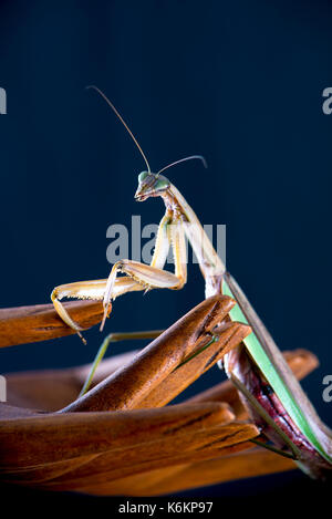Macro detail of a Chinese mantis (Tenodera sinensis), a species of praying mantis native to Asia isolated on dark background Stock Photo