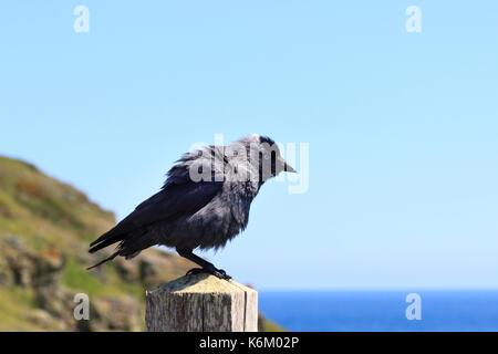 Wind ruffled Jackdaw, Corvus monedula, on a post at The Lizard, Cornwall.  Sea and cliffs in the background. Stock Photo