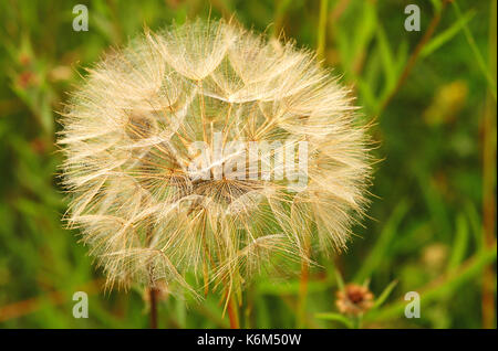Jack-go-to bed-at-noon (Tragopogon pratensis) Stock Photo
