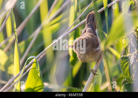 close up of an eurasian reed warbler looking to the side Stock Photo