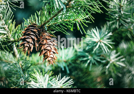 Two Bumps on a Branch of Green Spruce. Lush Spruce Branches with Cones Background. Stock Photo