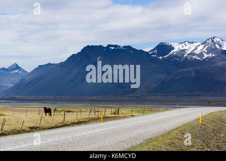 Horse along Iceland's ring road, somewhere between Höfn and Djúpivogur Stock Photo