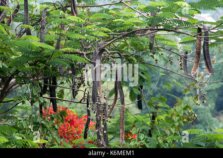 Delonix regia, the flame tree with dry pods Stock Photo