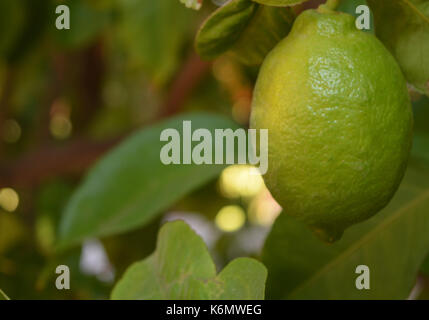 Lemons about to ripen on the tree in Arizona Stock Photo