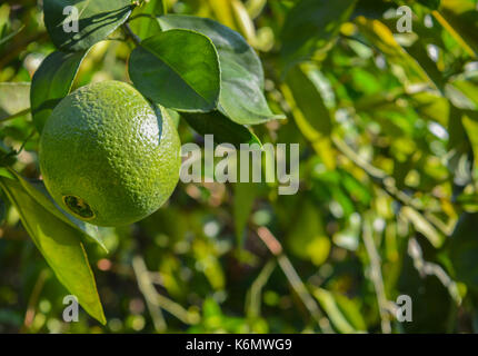 Navel orange about to ripen on the tree in Arizona Stock Photo
