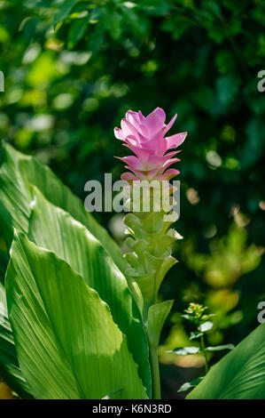 A tropical Bromeliad flower growing in a Florida garden. Stock Photo