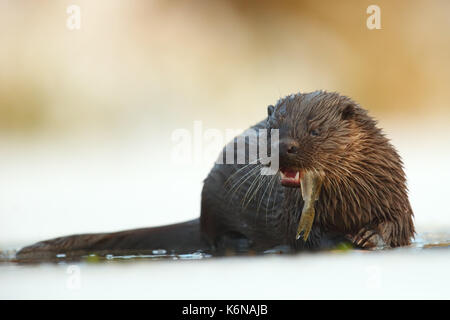 Wild European otter (Lutra lutra), eating a Ruffe. Europe Stock Photo