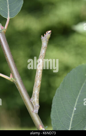 Peppered Moth - Biston betularia Stock Photo