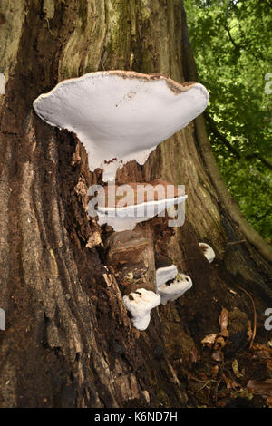 Southern Bracket - Ganoderma australe Stock Photo
