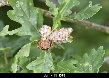 Artichoke Galls - caused by wasp Andricus foecundatrix Stock Photo