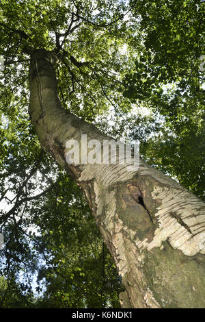 Downy Birch - Betula pubescens Stock Photo