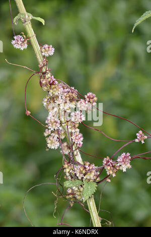 Greater Dodder - Cuscuta europaea - a parasite of Common Nettle Urtica dioica Stock Photo