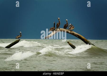 Pelicans sitting on tree in stormy ocean Stock Photo