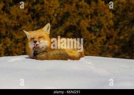 Red Fox Grooming - Male Red Fox (Vulpes vulpes) resting on top of fresh snow and preening on a winter afternoon. Stock Photo