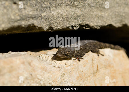 A Moorish Gecko, Tarentola mauritanica, basking in the sun in a rubble wall. The gecko has a small red mite on its front leg. Found in Malta. Stock Photo