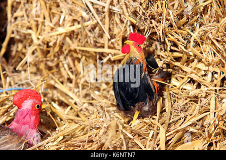Ostern das Fest der Christen am Frühlingsanfang, Easter the feast of the Christians at the beginning of spring Stock Photo