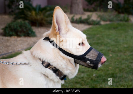 dog training Stock Photo