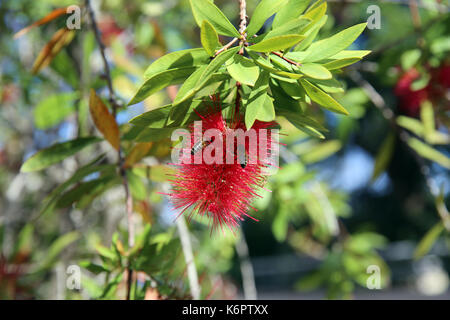 Bee is Resting on Red Calliandra Flower Stock Photo
