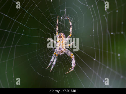 Orb Weaver spider (Araneus Diadematus, European Garden Spider, Diadem Spider, Cross Spider) on a web in Autumn in the UK. Spider closeup. Spider macro Stock Photo