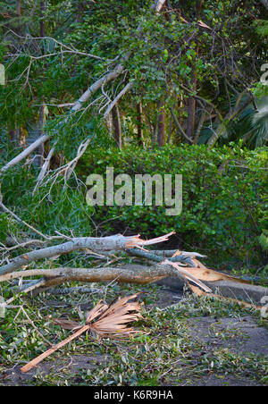 WEST PALM BEACH, FL - Sept 11, 2017: Aftermath pending cleanup of Hurricane Irma in a small neighborhood in Southern Florida showing many downed trees and branches but no structural damage Stock Photo
