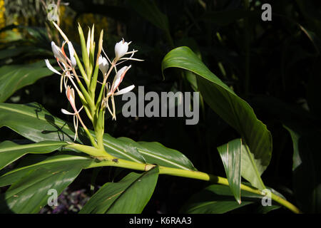 Egham, UK. 13th Sep, 2017. Ginger (Hedychium Coccineum) at the Savill Garden. Created in the 1930s, the 35-acre Savill Garden contains a series of interconnected gardens and woodland including the Hidden Gardens, Spring Wood, the Summer Gardens, the New Zealand Garden, Summer Wood, The Glades, Autumn Wood and the Winter Beds. Credit: Mark Kerrison/Alamy Live News Stock Photo