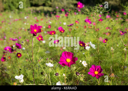 Egham, UK. 13th Sep, 2017. Wild flowers at the Savill Garden. Created in the 1930s, the 35-acre Savill Garden contains a series of interconnected gardens and woodland including the Hidden Gardens, Spring Wood, the Summer Gardens, the New Zealand Garden, Summer Wood, The Glades, Autumn Wood and the Winter Beds. Credit: Mark Kerrison/Alamy Live News Stock Photo