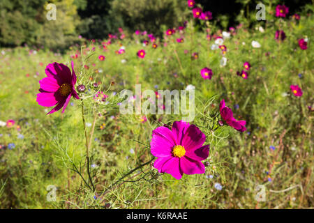 Egham, UK. 13th Sep, 2017. Wild flowers at the Savill Garden. Created in the 1930s, the 35-acre Savill Garden contains a series of interconnected gardens and woodland including the Hidden Gardens, Spring Wood, the Summer Gardens, the New Zealand Garden, Summer Wood, The Glades, Autumn Wood and the Winter Beds. Credit: Mark Kerrison/Alamy Live News Stock Photo