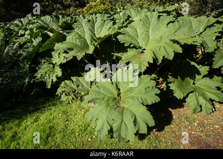 Egham, UK. 13th Sep, 2017. Gunnera manicata at the Savill Garden. Created in the 1930s, the 35-acre Savill Garden contains a series of interconnected gardens and woodland including the Hidden Gardens, Spring Wood, the Summer Gardens, the New Zealand Garden, Summer Wood, The Glades, Autumn Wood and the Winter Beds. Credit: Mark Kerrison/Alamy Live News Stock Photo