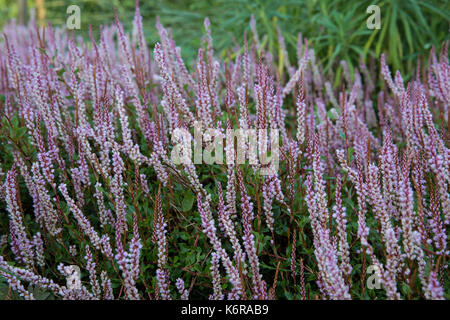 Egham, UK. 13th Sep, 2017. Persicaria Vaccinifolia at the Savill Garden. Created in the 1930s, the 35-acre Savill Garden contains a series of interconnected gardens and woodland including the Hidden Gardens, Spring Wood, the Summer Gardens, the New Zealand Garden, Summer Wood, The Glades, Autumn Wood and the Winter Beds. Credit: Mark Kerrison/Alamy Live News Stock Photo