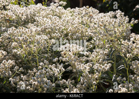 Egham, UK. 13th Sep, 2017. Anaphalis Triplinervis 'Sommerschnee' at the Savill Garden. Created in the 1930s, the 35-acre Savill Garden contains a series of interconnected gardens and woodland including the Hidden Gardens, Spring Wood, the Summer Gardens, the New Zealand Garden, Summer Wood, The Glades, Autumn Wood and the Winter Beds. Credit: Mark Kerrison/Alamy Live News Stock Photo