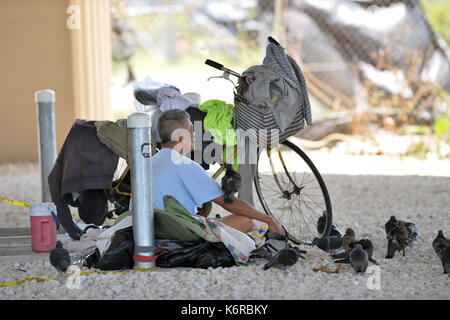 Miami Beach, FL, USA. 13th Sep, 2017. (EXCLUSIVE COVERAGE) ***NO NY DAILIES*** ***EDITORIAL USE ONLY*** ***EDITORIAL USE ONLY*** Homeless man is thankful to return to his home under the Miami Bridge to be with his pigeon friends after he had to go to a shelter to avoid Extreme Category 5 Hurricane Irma on September 13, 2017 in Miami Beach, Florida People: Homeless Man Credit: Mpi122/Media Punch/Alamy Live News Stock Photo