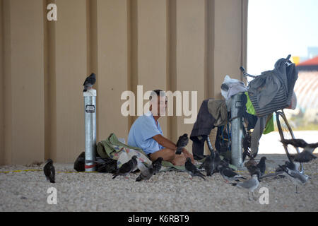 Miami Beach, FL, USA. 13th Sep, 2017. (EXCLUSIVE COVERAGE) ***NO NY DAILIES*** ***EDITORIAL USE ONLY*** ***EDITORIAL USE ONLY*** Homeless man is thankful to return to his home under the Miami Bridge to be with his pigeon friends after he had to go to a shelter to avoid Extreme Category 5 Hurricane Irma on September 13, 2017 in Miami Beach, Florida People: Homeless Man Credit: Mpi122/Media Punch/Alamy Live News Stock Photo