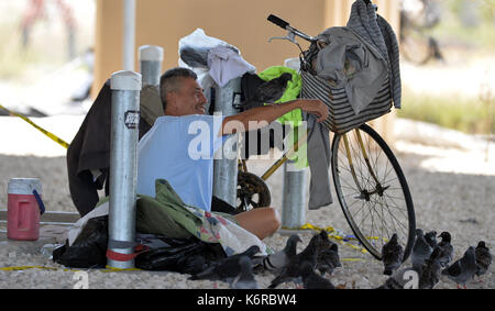 Miami Beach, FL, USA. 13th Sep, 2017. (EXCLUSIVE COVERAGE) ***NO NY DAILIES*** ***EDITORIAL USE ONLY*** ***EDITORIAL USE ONLY*** Homeless man is thankful to return to his home under the Miami Bridge to be with his pigeon friends after he had to go to a shelter to avoid Extreme Category 5 Hurricane Irma on September 13, 2017 in Miami Beach, Florida People: Homeless Man Credit: Mpi122/Media Punch/Alamy Live News Stock Photo